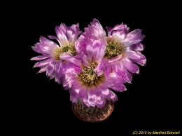 Echinocereus reichenbachii 878